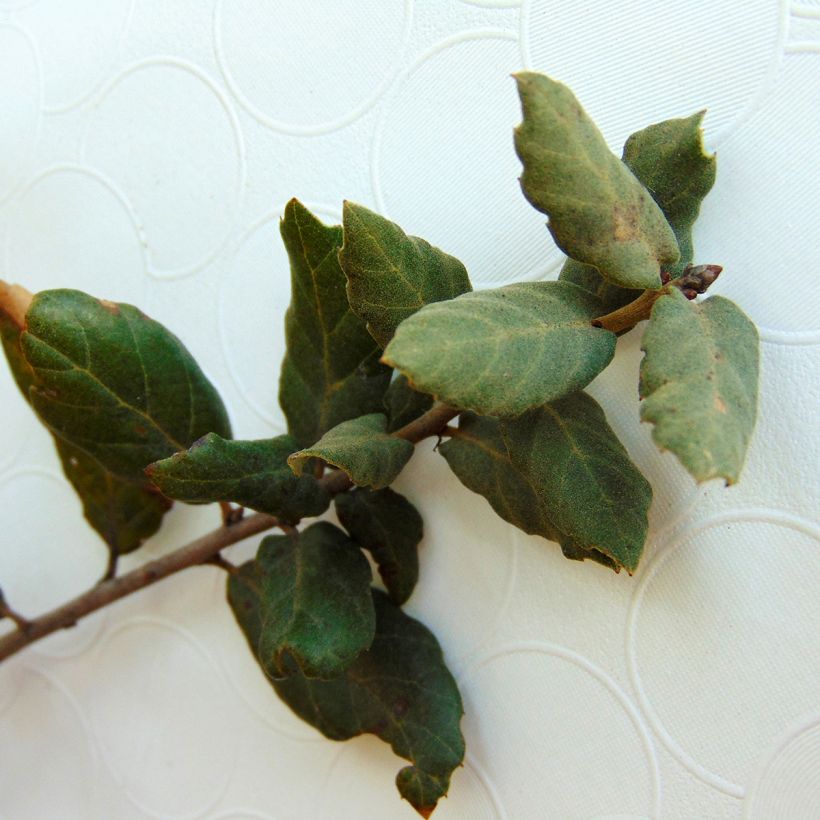 Chêne liège - Quercus suber (Feuillage)