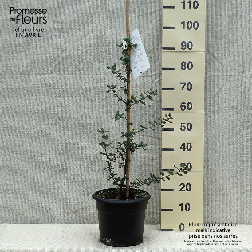Spécimen de Chêne liège - Quercus suber en pot de 10L tel que livré au printemps