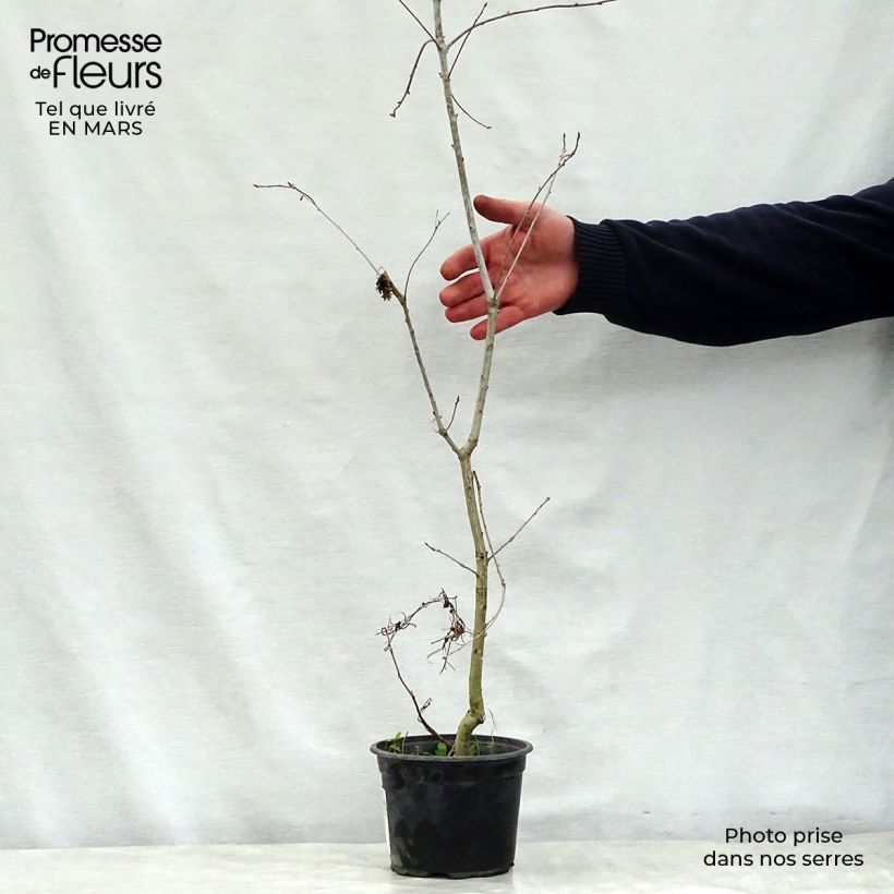 Spécimen de Chêne pédonculé - Quercus robur tel que livré au printemps