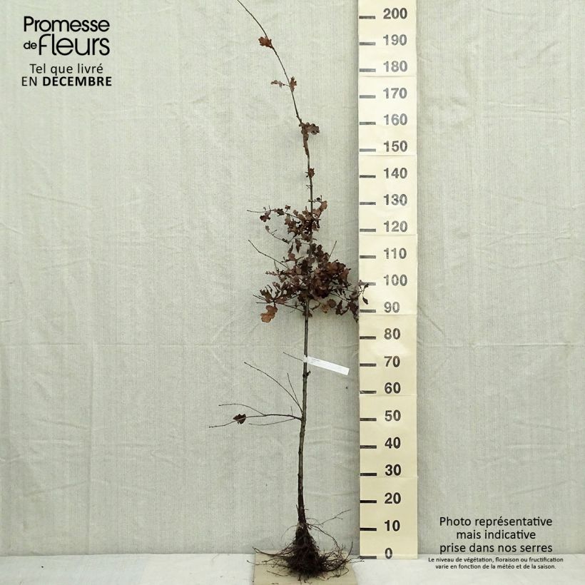 Spécimen de Chêne pédonculé - Quercus robur en racines nues 175/200cm tel que livré en hiver
