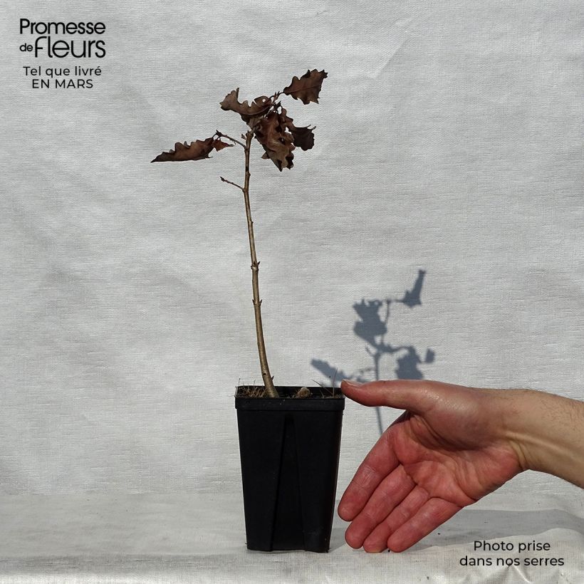 Spécimen de Chêne rouvre - Quercus petraea en godet de 9cm tel que livré au printemps