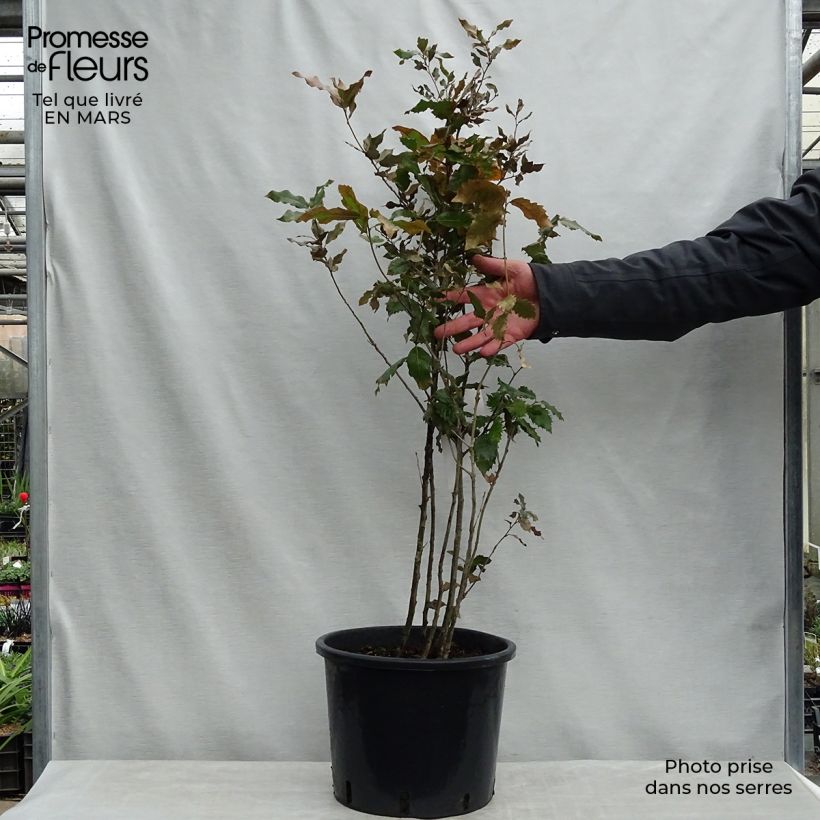 Spécimen de Chêne vert - Quercus ilex  tel que livré au printemps