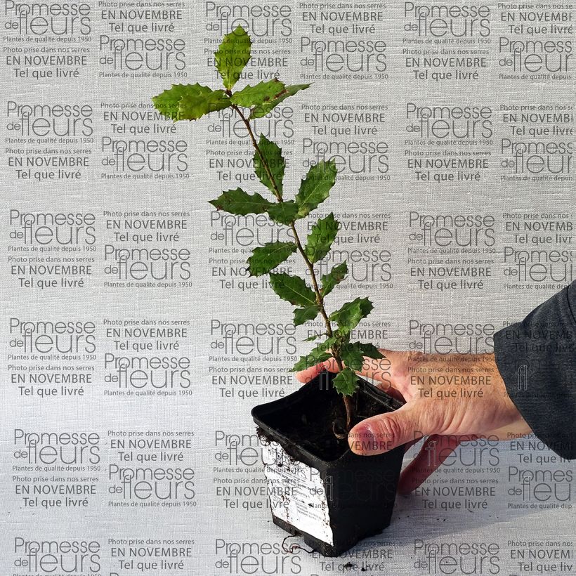 Exemple de spécimen de Chêne vert - Quercus ilex  Godet de 8/9 cmHauteur livrée env. 10/15cm tel que livré
