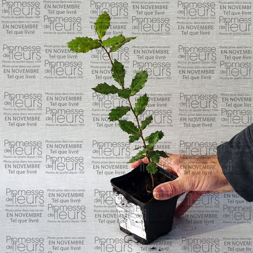 Exemple de spécimen de Chêne vert - Quercus ilex  tel que livré