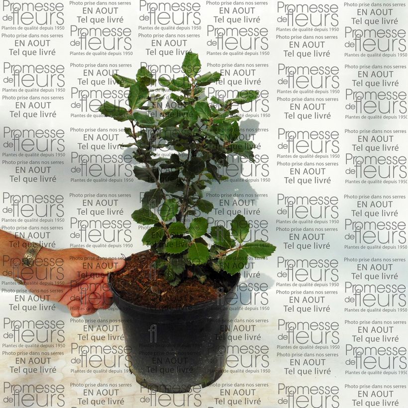 Spécimen de Chêne vert - Quercus ilex  tel que livré en printemps