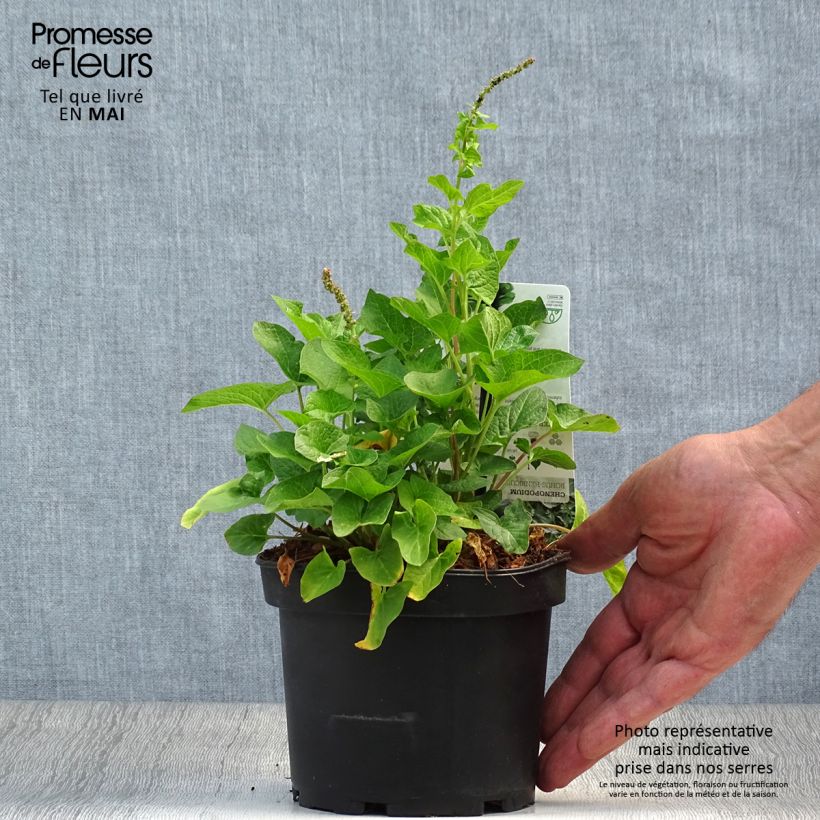 Spécimen de Chénopode Bon Henri en plant - Chenopodium bonus-henricus Pot de 1,5L/2L tel que livré au printemps
