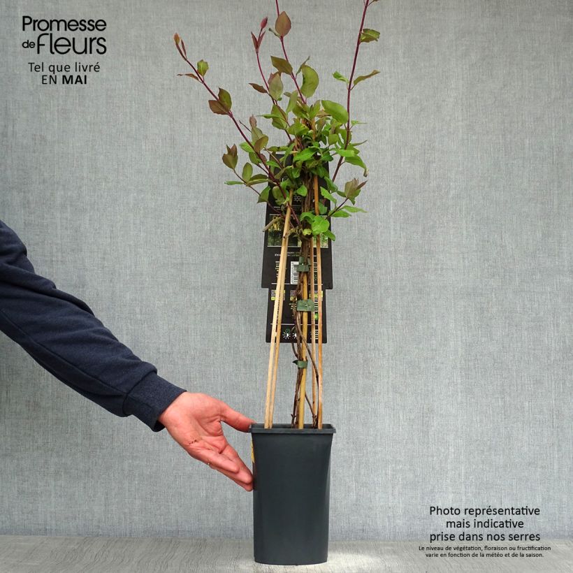 Spécimen de Chèvrefeuille Belgica Select - Lonicera periclymenum Pot de 1.5L/2L tel que livré au printemps