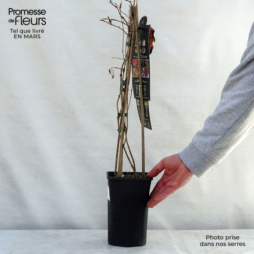 Spécimen de Chèvrefeuille grimpant Dropmore Scarlet - Lonicera (x) brownii Pot de 2L/3LHauteur livrée env. 60/70cm tel que livré au printemps