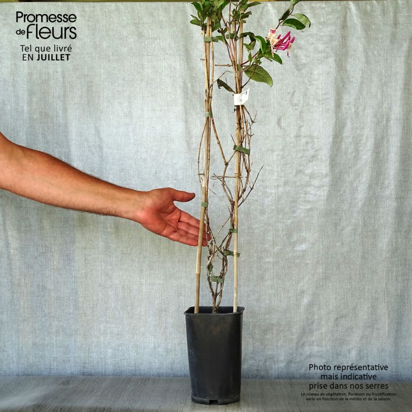 Spécimen de Chèvrefeuille - Lonicera Caprilia Impérial cov Pot de 2L/3L tel que livré en été