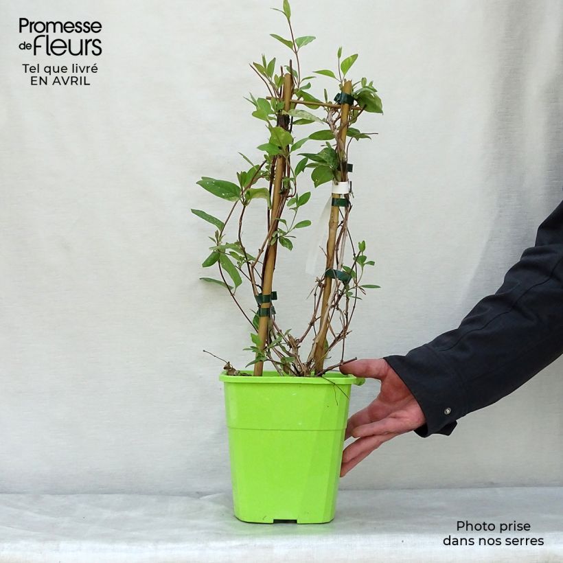 Spécimen de Chèvrefeuille - Lonicera Japonica Mint Crisp en pot de 1,5/2L. tel que livré au printemps