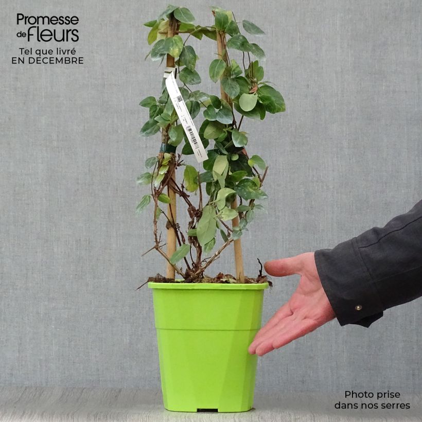 Spécimen de Chèvrefeuille - Lonicera Japonica Mint Crisp tel que livré en hiver