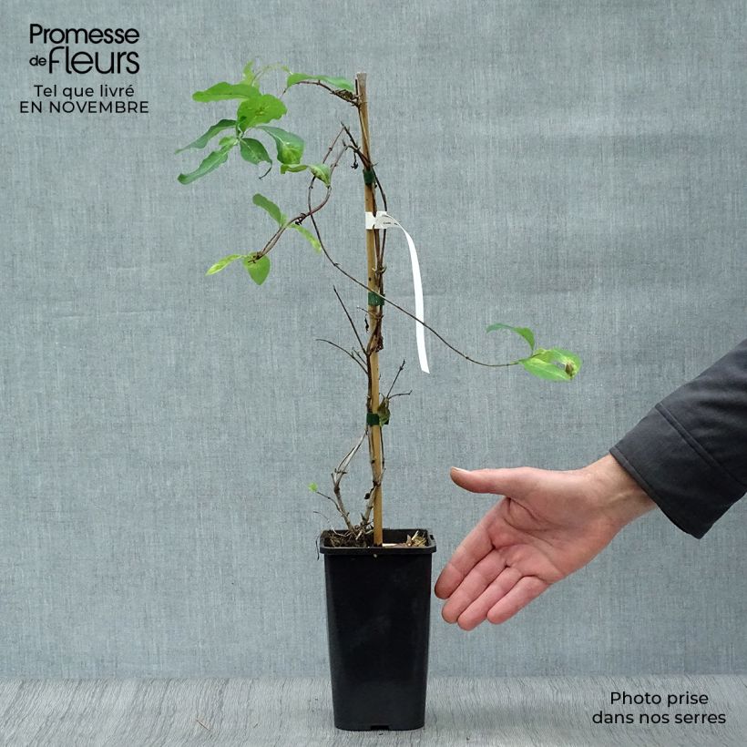 Spécimen de Chèvrefeuille - Lonicera Mandarin® Pot de 1,5L/2L tel que livré en automne