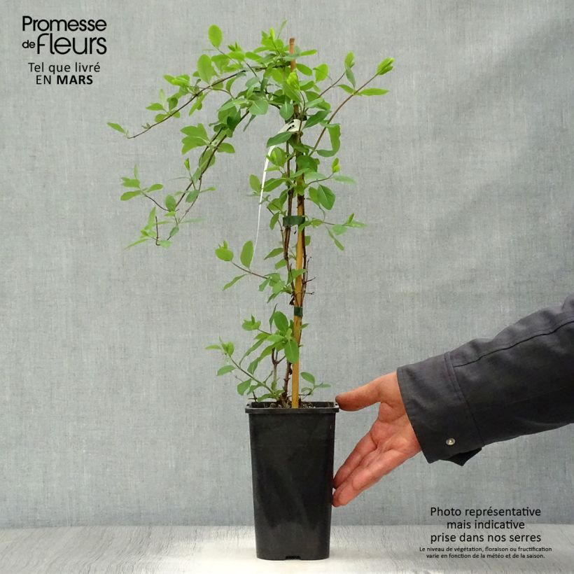 Spécimen de Chèvrefeuille - Lonicera Mandarin® Pot de 1.5L tel que livré au printemps