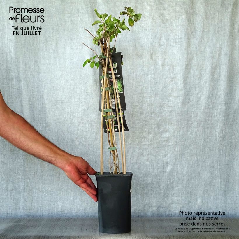 Spécimen de Chèvrefeuille, Lonicera caprifolium Pot de 1,5L/2L tel que livré en été