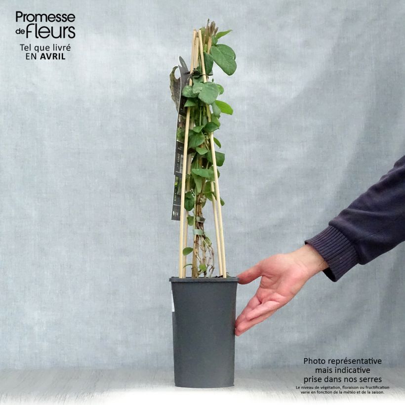 Spécimen de Chèvrefeuille, Lonicera caprifolium Pot de 1,5L tel que livré au printemps