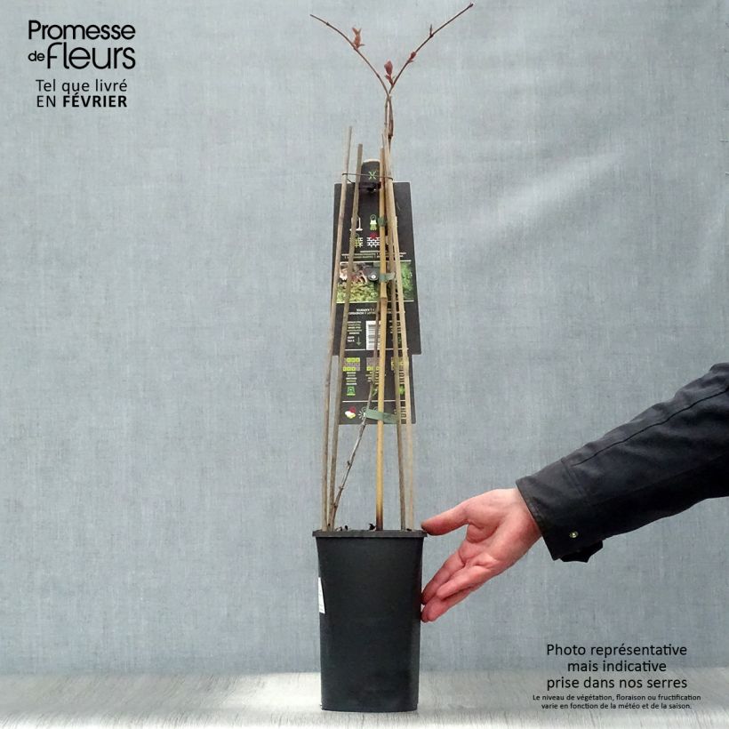 Spécimen de Chèvrefeuille, Lonicera caprifolium Pot de 3L tel que livré en hiver