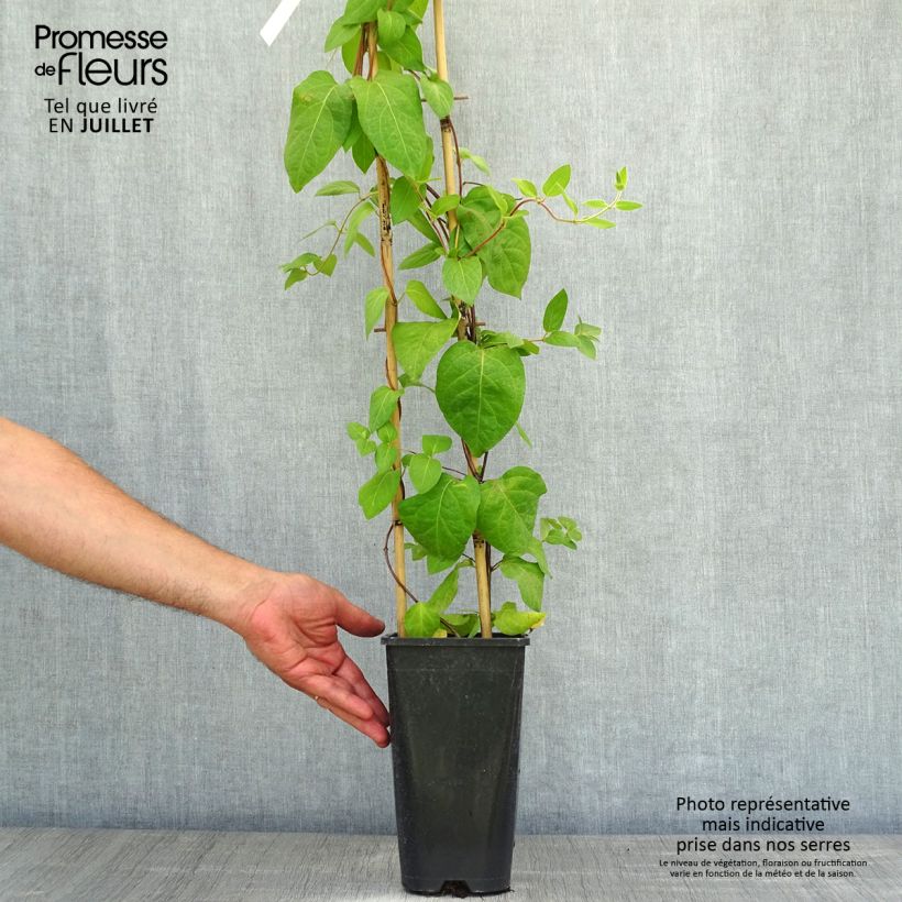 Spécimen de Chèvrefeuille - Lonicera similis var. delavayi Pot de 2L/3L tel que livré en été