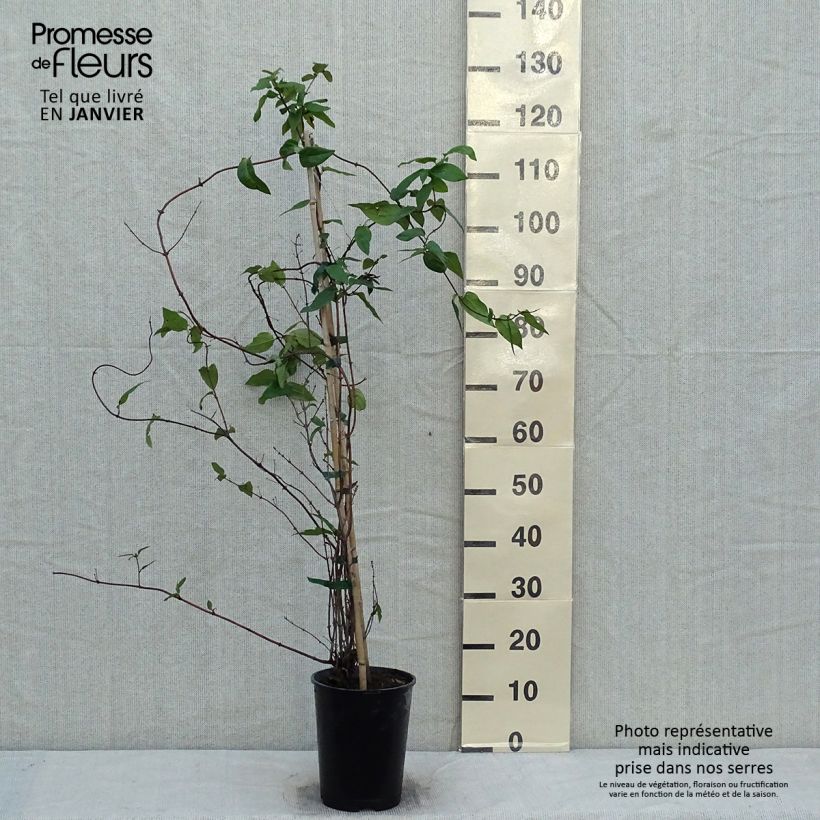 Spécimen de Chèvrefeuille - Lonicera similis var. delavayi tel que livré en hiver