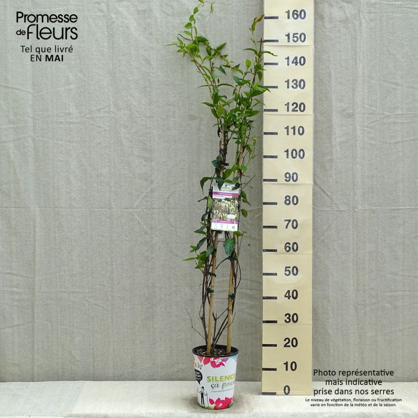 Spécimen de Chèvrefeuille - Lonicera similis var. delavayi Pot de 4L/5L, PalisséHauteur livrée env. 80/100cm tel que livré au printemps
