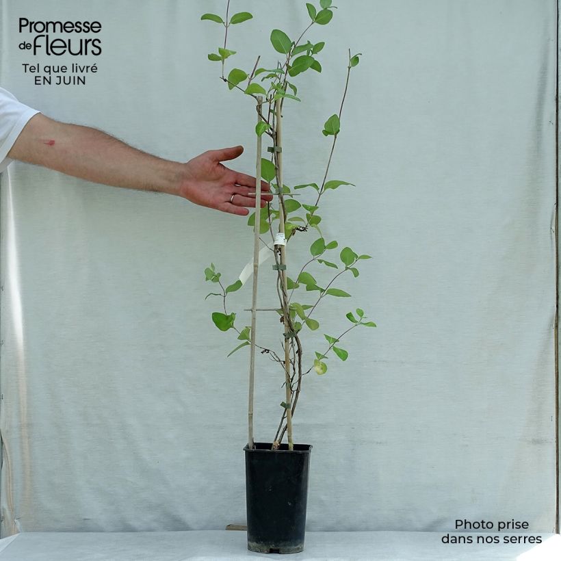Spécimen de Chèvrefeuille - Lonicera heckrotii American Beauty Pot de 1,5L/2L tel que livré en été