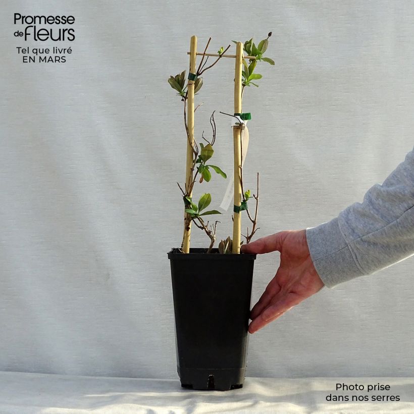 Spécimen de Chèvrefeuille - Lonicera hybride Celestial Pot de 2L/3L tel que livré au printemps