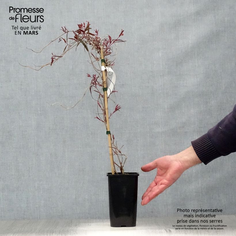 Spécimen de Chèvrefeuille - Lonicera sempervirens Cedar Lane en pot de 1,5l/2l tel que livré au printemps