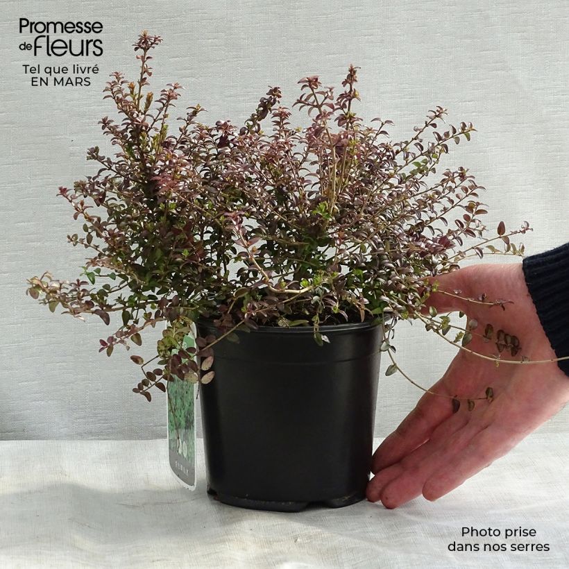 Spécimen de Lonicera nitida Ernest Wilson - Chèvrefeuille à feuilles de buis Pot de 1L/1,5LHauteur livrée env. 20+cm tel que livré au printemps