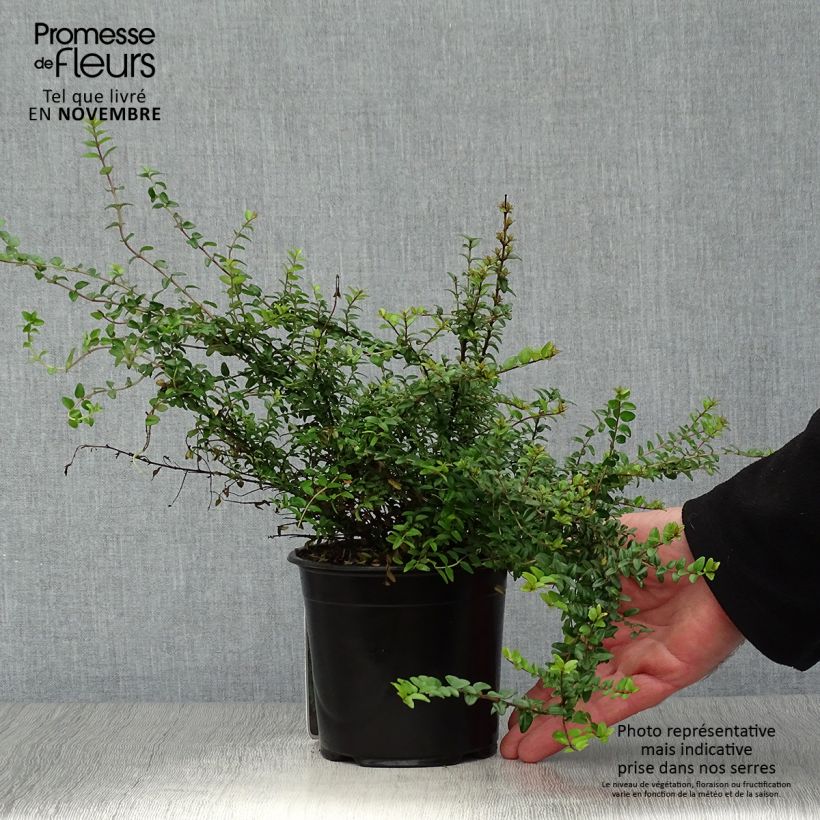 Spécimen de Lonicera nitida Ernest Wilson - Chèvrefeuille à feuilles de buis Pot de 1L/1,5L tel que livré en automne