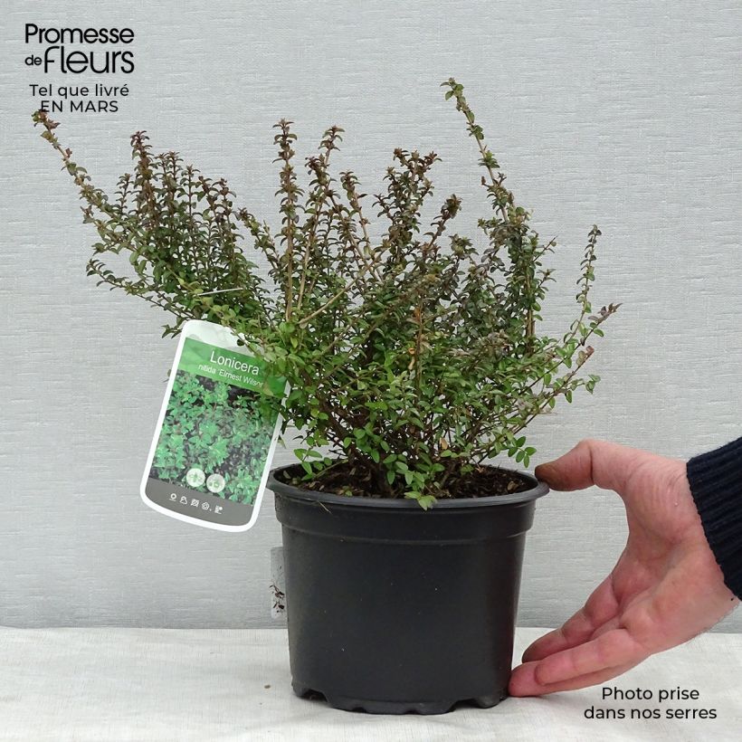 Spécimen de Lonicera nitida Ernest Wilson - Chèvrefeuille à feuilles de buis Pot de 2L/3LHauteur livrée env. 30/40cm tel que livré au printemps