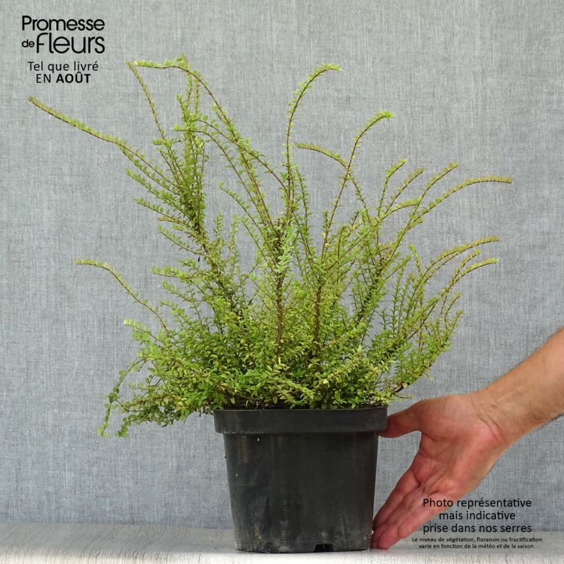 Spécimen de Lonicera nitida Ernest Wilson - Chèvrefeuille à feuilles de buis Pot de 2L/3L tel que livré en été
