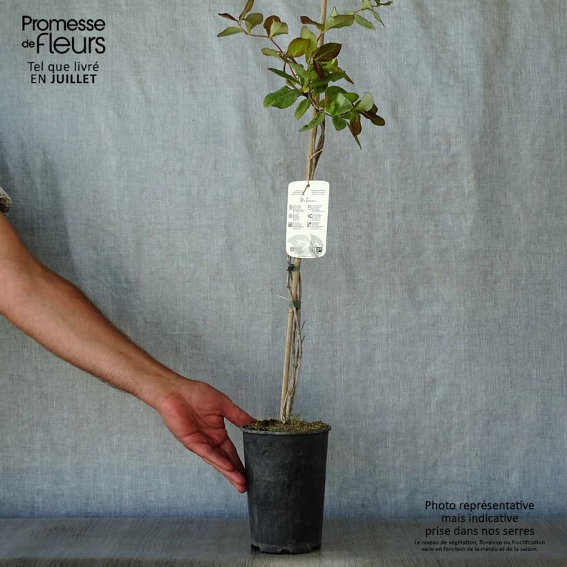 Spécimen de Chèvrefeuille de Tellman - Lonicera tellmaniana Pot de 2L/3L tel que livré en été