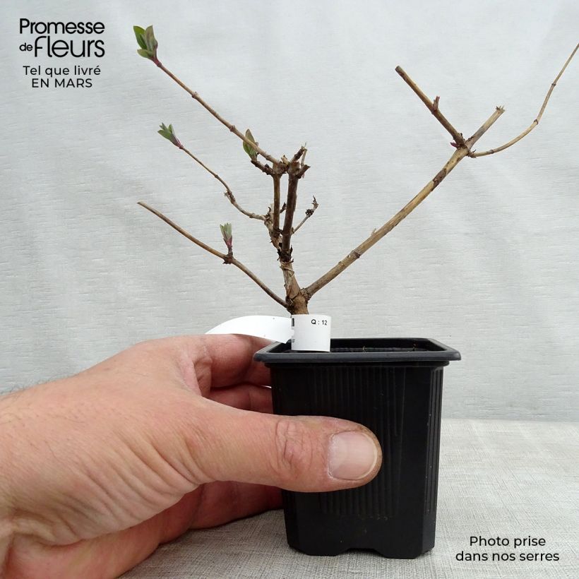 Spécimen de Chèvrefeuille des Bois Graham Thomas en godet de 9cm tel que livré au printemps