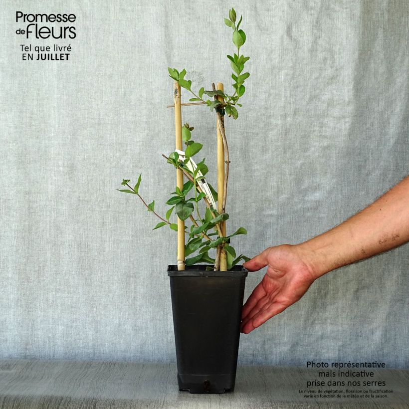 Spécimen de Chèvrefeuille des Bois Graham Thomas Pot de 2L/3L tel que livré en été