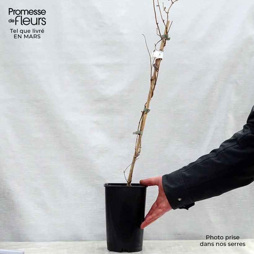 Spécimen de Chèvrefeuille des bois - Lonicera periclymenum Serotina en pot de 2/3L tel que livré au printemps