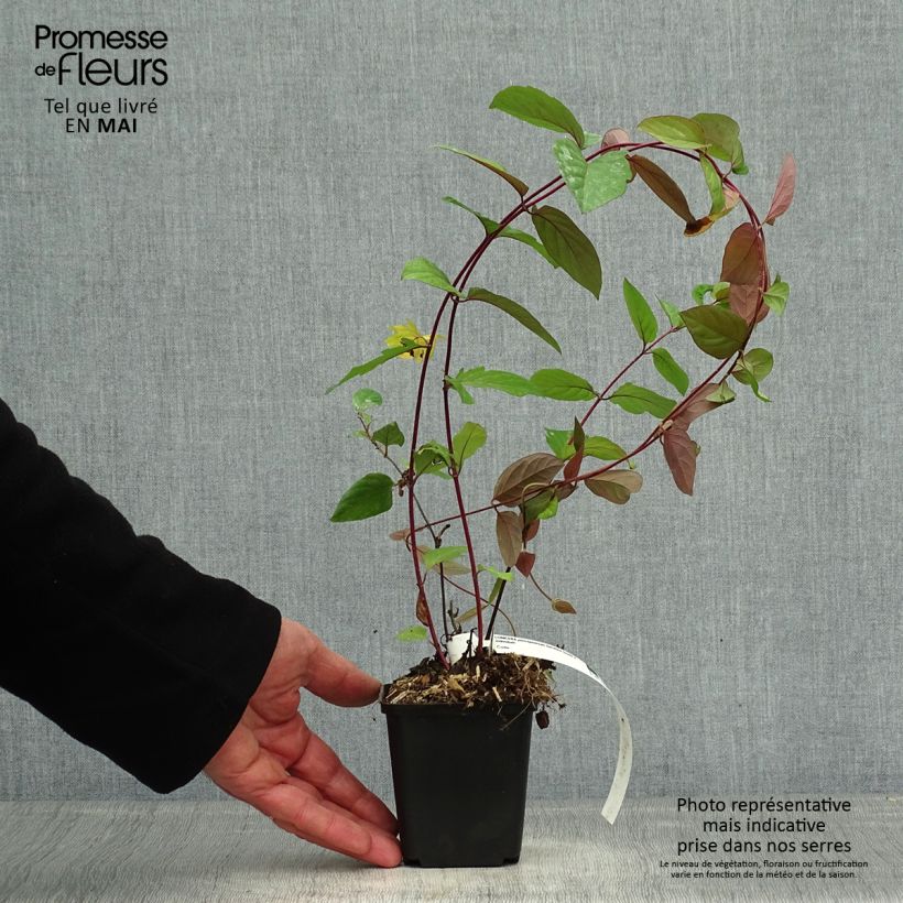 Spécimen de Chèvrefeuille des bois - Lonicera periclymenum Serotina en godet de 9cm tel que livré au printemps