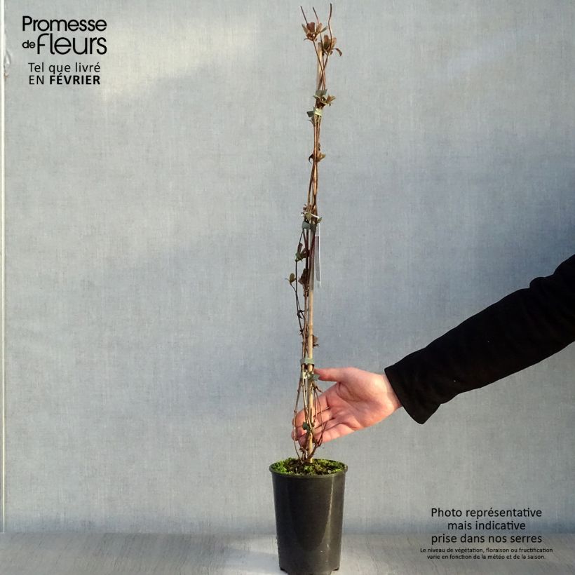 Spécimen de Chèvrefeuille des bois - Lonicera periclymenum Serotina tel que livré en hiver