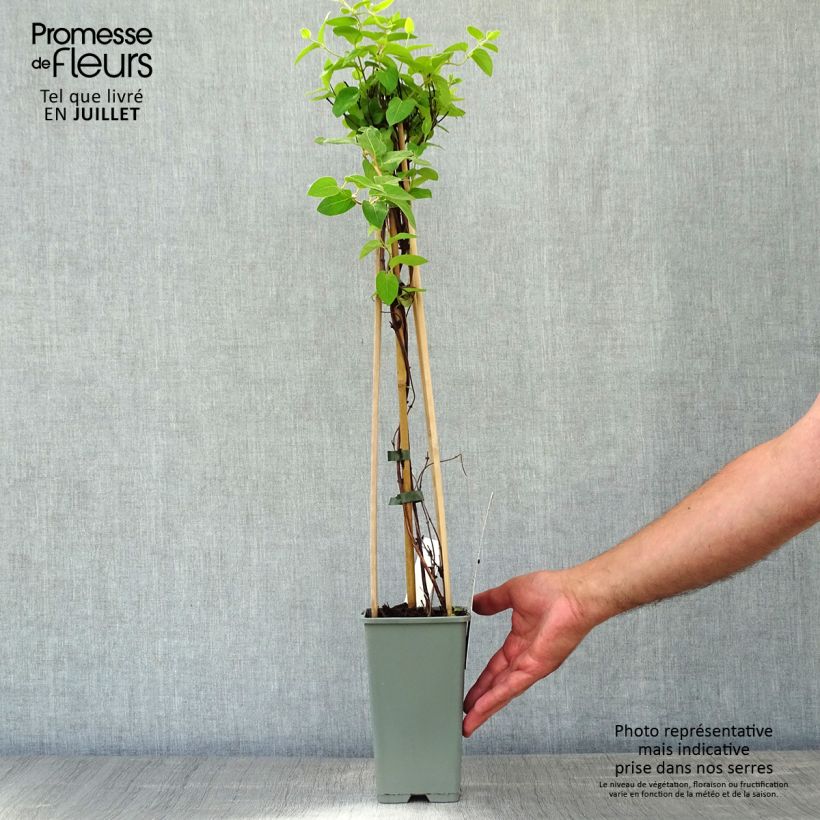 Spécimen de Chèvrefeuille du Japon Halliana - Lonicera japonica Pot de 2L/3L tel que livré en été