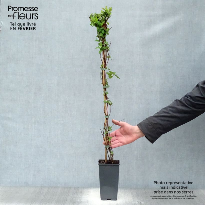 Spécimen de Chèvrefeuille du Japon Halliana - Lonicera japonica tel que livré en hiver