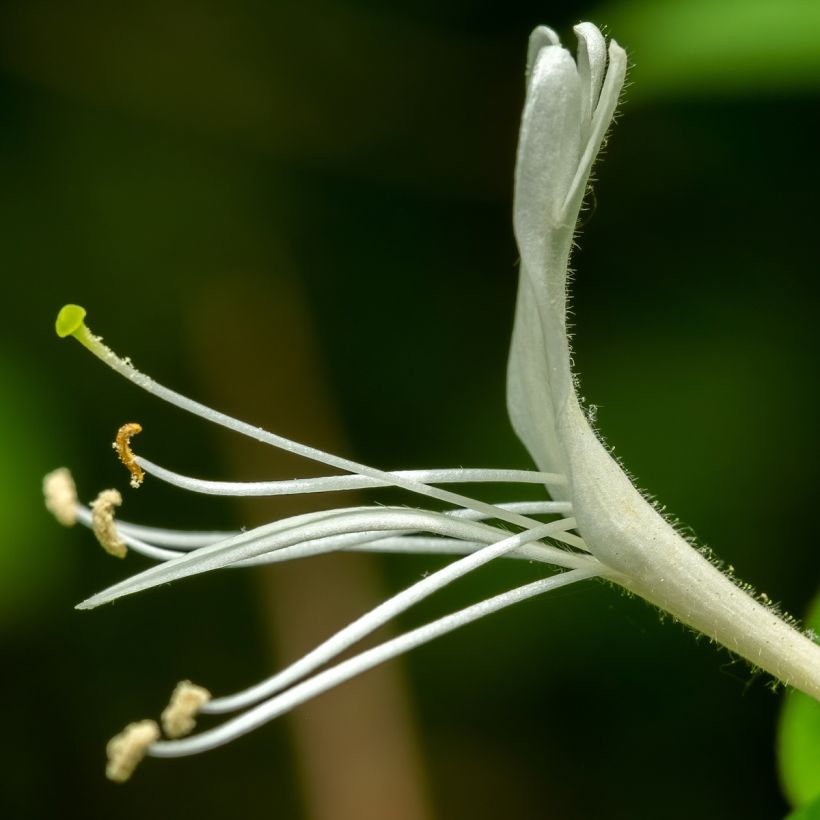 Chèvrefeuille du Japon - Lonicera japonica Dart's Acumen (Floraison)