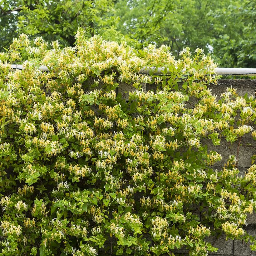 Chèvrefeuille du Japon - Lonicera japonica Dart's Acumen (Port)