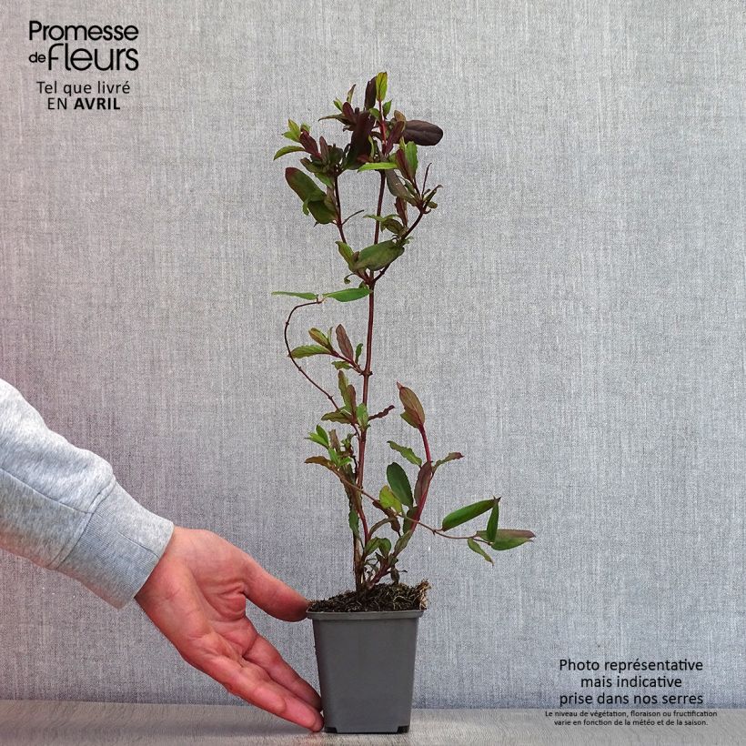 Spécimen de Chèvrefeuille du Japon - Lonicera japonica Dart's Acumen Godet de 9cm tel que livré au printemps