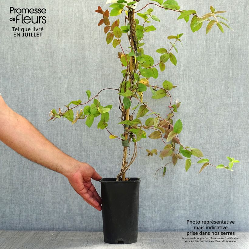 Spécimen de Chèvrefeuille du Japon - Lonicera japonica Sinensis Pot de 2L/3L tel que livré en été
