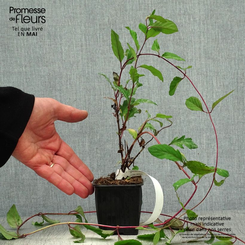 Spécimen de Chèvrefeuille du Japon - Lonicera japonica Sinensis en godet de 9cm tel que livré au printemps
