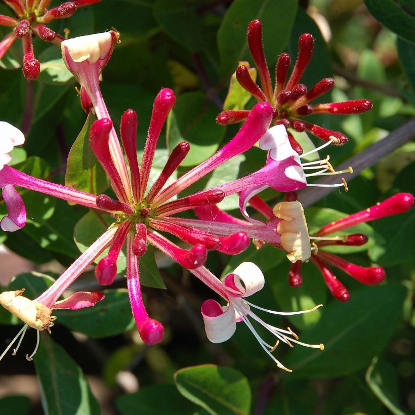 Chèvrefeuille du Japon Red World - Lonicera japonica (Floraison)