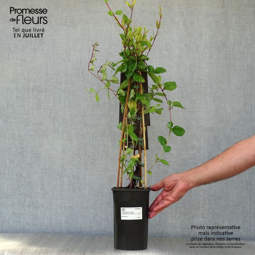 Spécimen de Chèvrefeuille du Japon Red World - Lonicera japonica Pot de 2L/3L tel que livré en été
