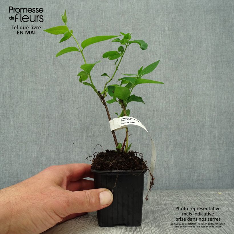 Spécimen de Chèvrefeuille du japon - Lonicera japonica Hall's Prolific en godet de 9cm tel que livré au printemps