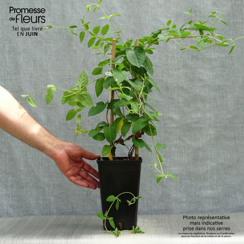 Spécimen de Chèvrefeuille du japon - Lonicera japonica Hall's Prolific Pot de 2L/3L tel que livré en été