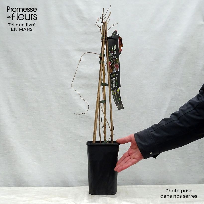 Spécimen de Chèvrefeuille grimpant Dropmore Scarlet - Lonicera (x) brownii Pot de 1L/1,5LHauteur livrée env. 20/40cm tel que livré au printemps