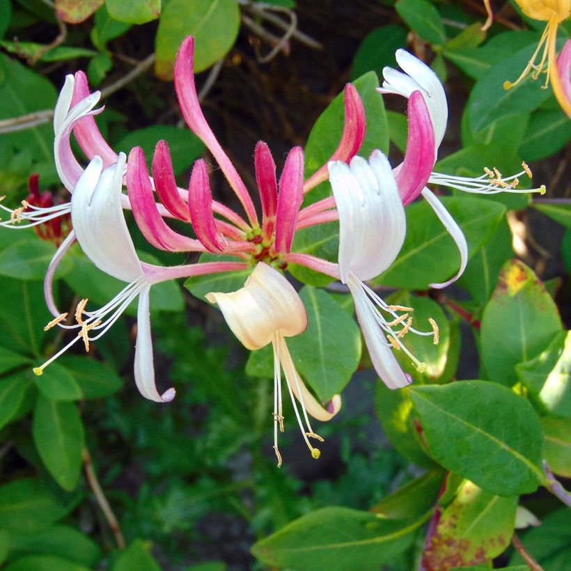 Chèvrefeuille heckrotii Gold Flame - Lonicera (Floraison)