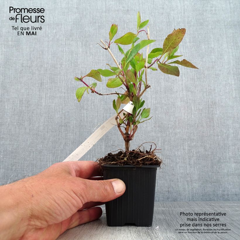 Spécimen de Chèvrefeuille heckrotii Gold Flame - Lonicera en godet de 9cm tel que livré au printemps
